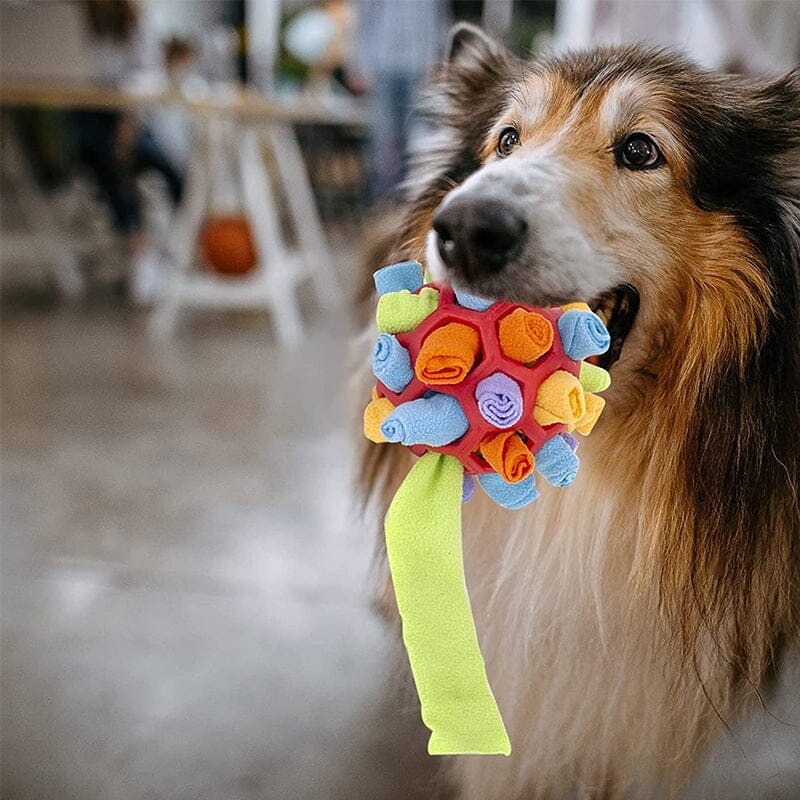 Kauwspeeltje voor honden